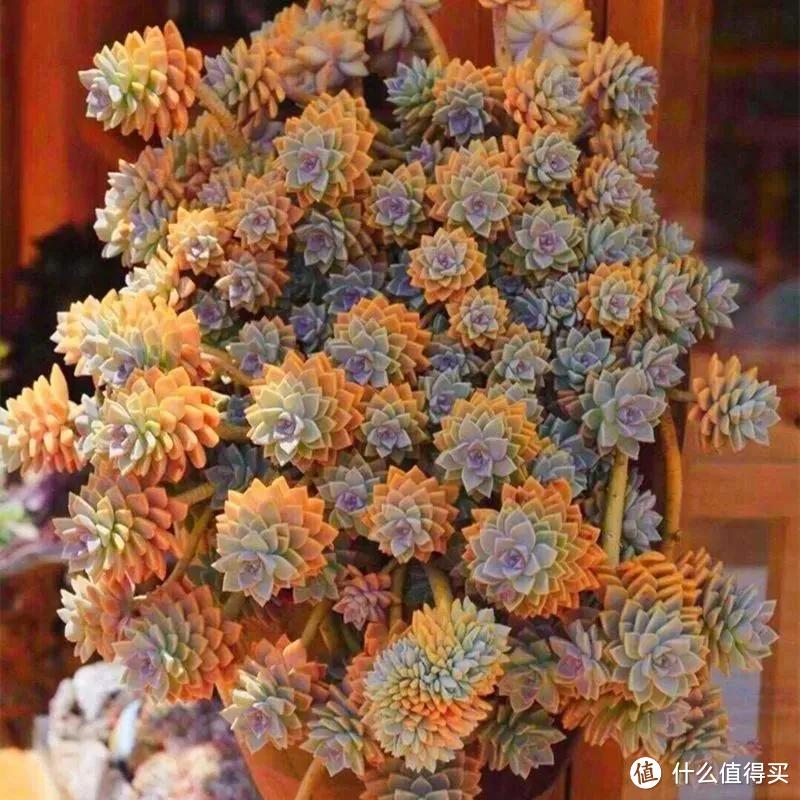 被称为“开花机器”的5款多肉，夏季高温要“虐养”，越虐越开花