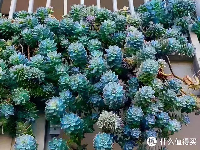 从2楼垂到1楼的阳台多肉,想学的话,快来看杭州一39岁太太的阳台