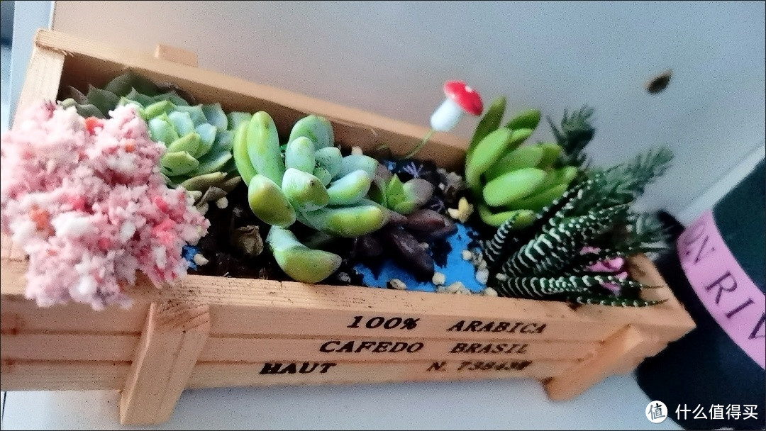 桌面绿植让你的办公室更美好!