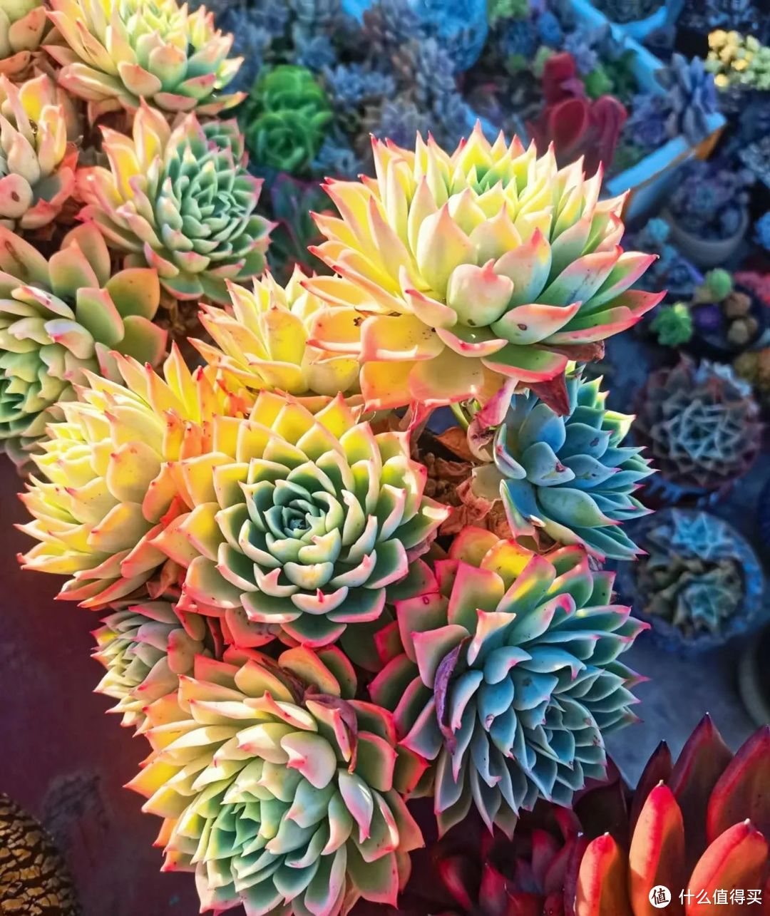 冬季养多肉，牢记“这些”，状态美到“飞”