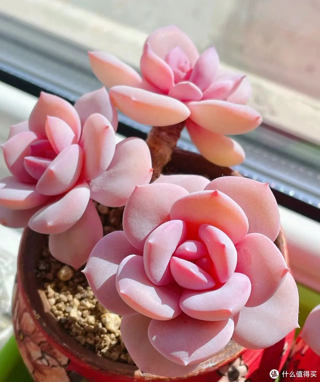 养多肉15年，发现冬季用“4招”，能轻松越冬，来年肥肥美美