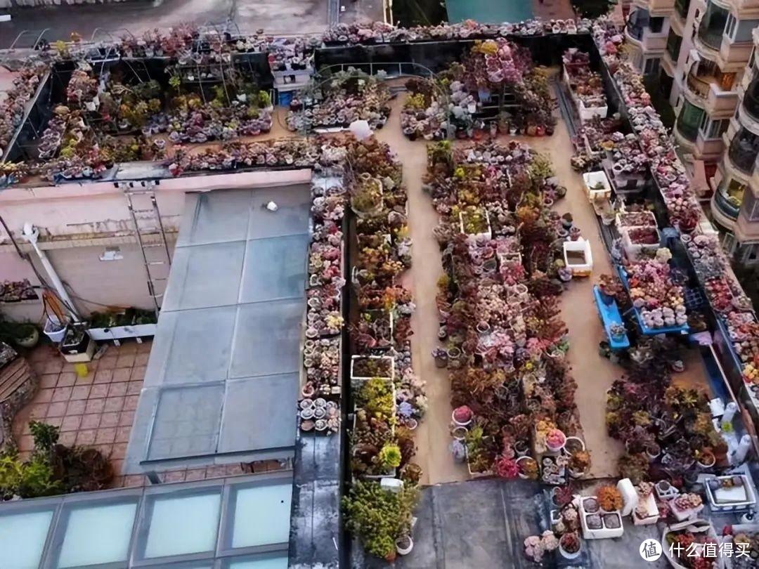 重庆一37岁女太太，因“多肉天台”而走红，那叫一个壮观，真治愈