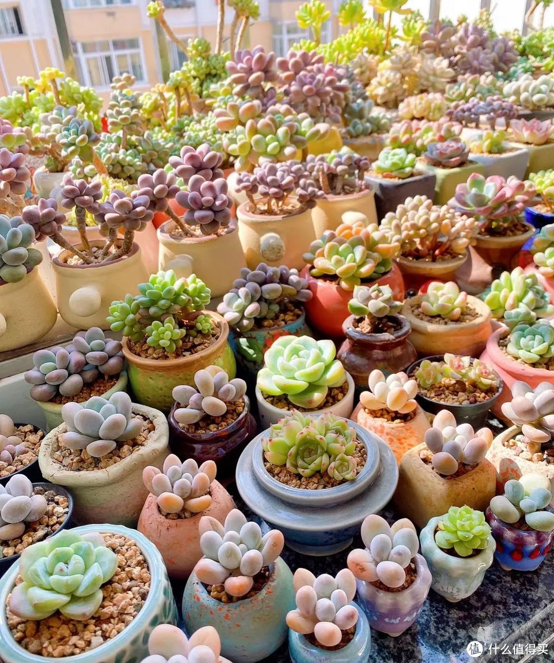 6月、7月养多肉,牢记“1停、2少、2多”,养一盆活一盆