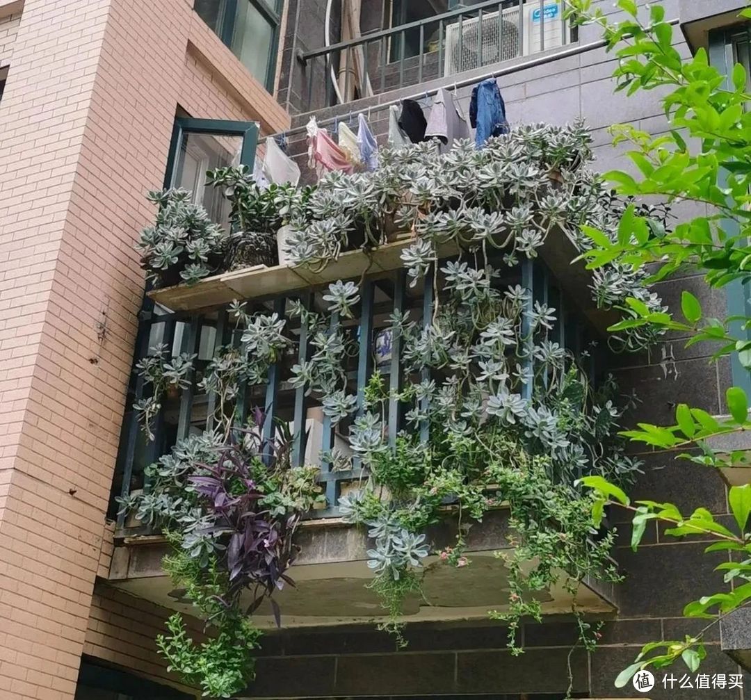 湖南一太太，因“多肉流下阳台”走红，网友：一泻千里真壮观！