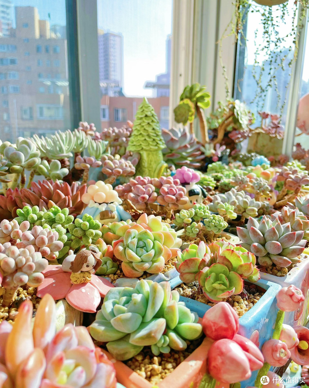 阳台新宠：多肉植物养成记，爱不释手！