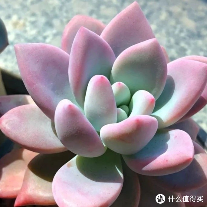 多肉植物，我的绿色小确幸！